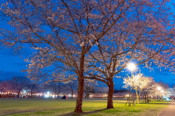 忠元公園の桜の夜景（伊佐市）