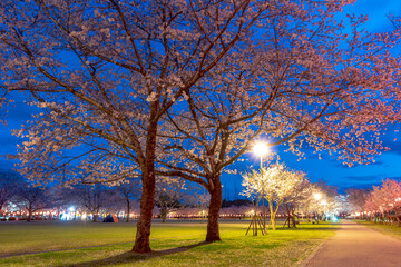 忠元公園の桜の夜景（伊佐市）