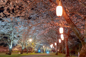 忠元公園の桜の夜景（伊佐市）