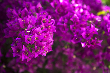 Beautiful bougainville blossoms. Bougainville flowers of purple color in the garden. Copy space.