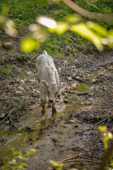 a calf drinking water from the river in spring season in the forest