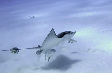 Eagle Ray launching from the sand