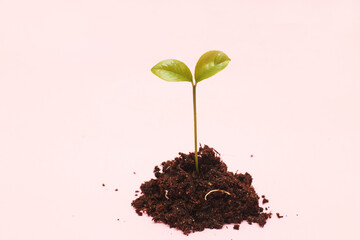 Small sprout seedling in a pile of soil isolated on a pink paper background close