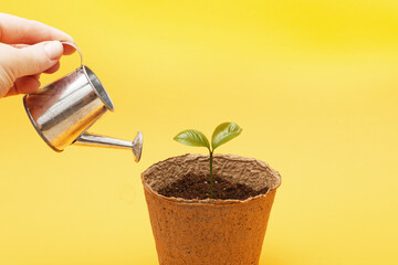 Small seedling in a pile of soil. Female woman hand waters a sprout from a toy watering can