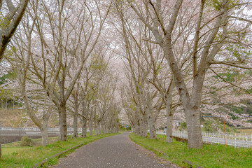 Obraz premium 轟地区桜並木の風景（湧水町）