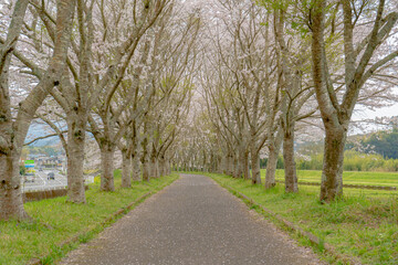 Obraz premium 轟地区桜並木の風景（湧水町）