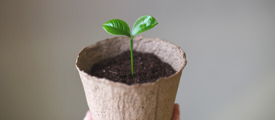 Small sprout seedling in a pile of soil in a peat pot isolated on a gray paper background close