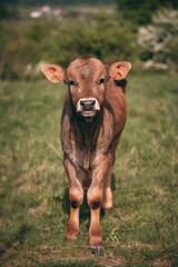 Portrait of two beautiful young cattle sitting in the garden in spring season. Animal from the farm making part of Bovidae family in the green forest