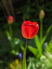 Tulpe