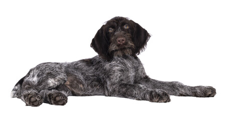 Young brown and white German wirehaired pointer dog pup, laying down side ways. Looking straight to camera. Isolated cutout on a transparent background.