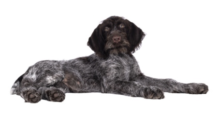 Young brown and white German wirehaired pointer dog pup, laying down side ways. Looking straight to camera. Isolated cutout on a transparent background.