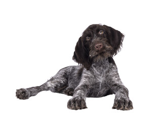 Young brown and white German wirehaired pointer dog pup, laying down. Looking straight to camera. Isolated cutout on a transparent background.