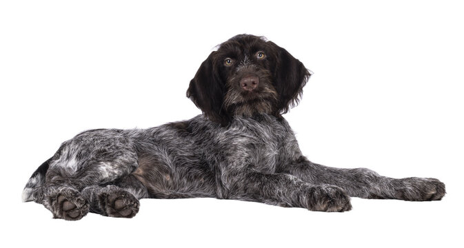 Young brown and white German wirehaired pointer dog pup, laying down side ways. Looking straight to camera. Isolated cutout on a transparent background.