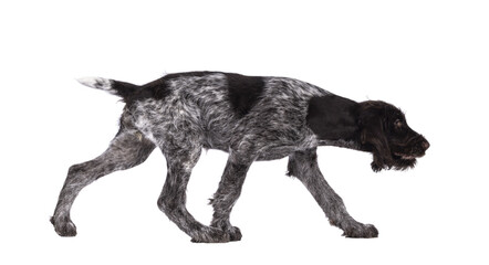Young brown and white German wirehaired pointer dog pup, walking side ways. Isolated cutout on a transparent background.
