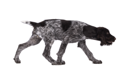 Young brown and white German wirehaired pointer dog pup, walking side ways. Isolated cutout on a transparent background.
