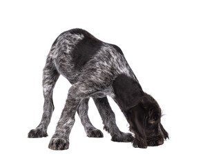 Young brown and white German wirehaired pointer dog pup, sniffing on the floor. Isolated cutout on...