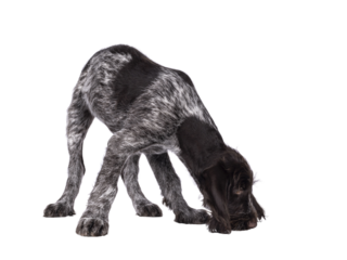 Young brown and white German wirehaired pointer dog pup, sniffing on the floor. Isolated cutout on a transparent background.