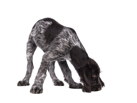 Young brown and white German wirehaired pointer dog pup, sniffing on the floor. Isolated cutout on a transparent background.