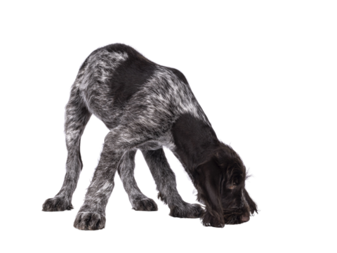 Young brown and white German wirehaired pointer dog pup, sniffing on the floor. Isolated cutout on a transparent background.