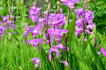 シラン（紫蘭）山野草