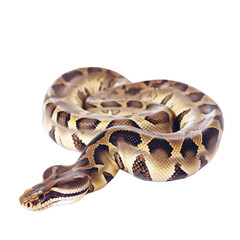 Fototapeta premium animal Python sitting on a transparent background, Generative ai 