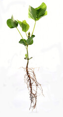 Fascinating images of soybean roots showcase the strength and complexity of this essential plant's...