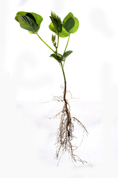 Fascinating images of soybean roots showcase the strength and complexity of this essential plant's root system for modern agriculture.