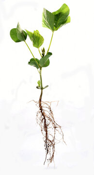 Fascinating images of soybean roots showcase the strength and complexity of this essential plant's root system for modern agriculture.