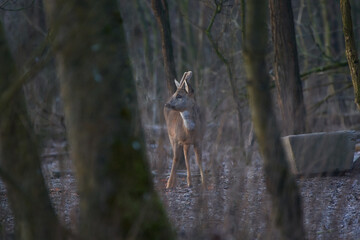 Roe deer ,,Capreolus capreolus,, in its natural environment, Slovakia
