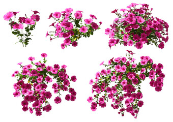 Flower plants colours vibrant cutout backgrounds 3d rendering png