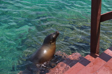 Seal at El Manglar at Puerto Villamil on Isabela island of Galapagos islands, Ecuador, South America
