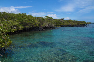 Mangrove forest El Manglar at Puerto Villamil on Isabela island of Galapagos islands, Ecuador, South America
