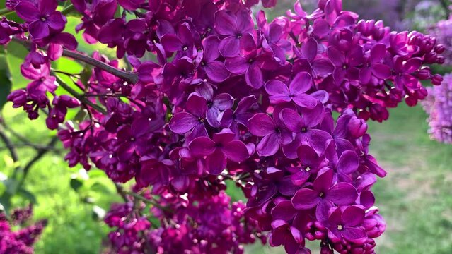 Bright purple inflorescences of magnificent lilacs in the rays of the setting sun. For video presentations, advertising.