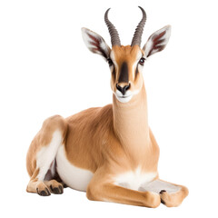 animal antelope sitting isolated on a transparent background, Generative ai 
