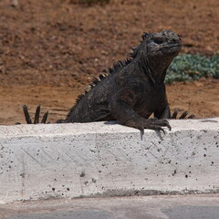 Marine Iguanas on the beach at Puerto Villamil on Isabela island of Galapagos islands, Ecuador, South America
