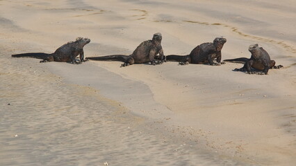 Marine Iguanas on the beach at Puerto Villamil on Isabela island of Galapagos islands, Ecuador, South America
