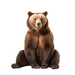 Obraz premium animal bear sitting isolated on a transparent background, Generative ai 