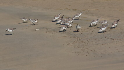 Sanderlings on the beach at Puerto Villamil on Isabela island of Galapagos islands, Ecuador, South America
