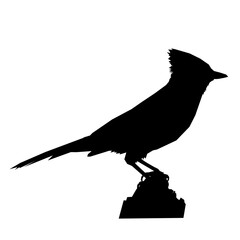 Blue jay side view poly silhouette vector image
