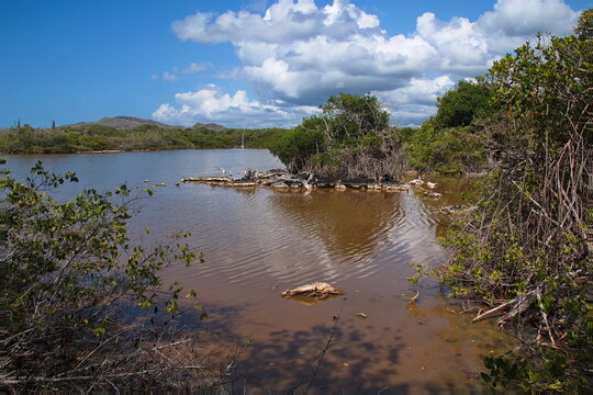View of Pozas Verdes from Mirador Los Tunos at Puerto Villamil on Isabela island of Galapagos islands, Ecuador, South America
