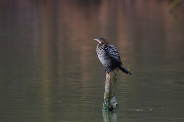 Pygmy cormorant ,,Microcarbo pygmeus,, in amazing Danube river, Slovakia