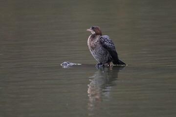 Pygmy cormorant ,,Microcarbo pygmeus,, in amazing Danube river, Slovakia