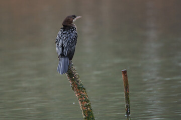Pygmy cormorant ,,Microcarbo pygmeus,, in amazing Danube river, Slovakia
