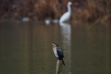 Pygmy cormorant ,,Microcarbo pygmeus,, in Danubian river, Slovakia