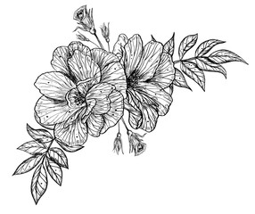 Rose Flowers vector illustration in outline style. Hand drawn floral drawing painted by black inks for greeting cards or wedding invitations. Botanical sketch in line art style. Monochrome bouquet.