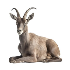 animal Ibex sitting on transparent background, generative Ai
