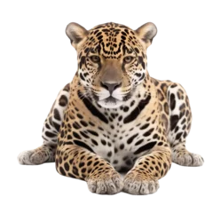 Foto op Plexiglas animal Jaguar sitting on transparent background, generative Ai © SuperPixel Inc