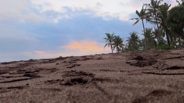 Beautiful natural background with black sand beach and palm trees against sunset sky in summer paradise on exotic island. Film grain pixel texture. Soft focus. Live camera.