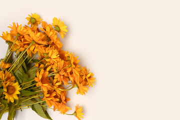 Bouquet of arnica flowers on a gray background. Place for text.