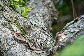 木で休憩するニホンカナヘビ